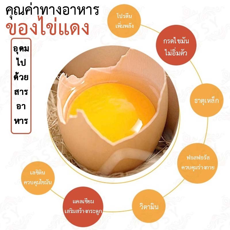 h34-เครื่องผสมไข่-เครื่องปั่นไข่-ผสมไข่แดงไข่ขาว-แบบใช้มือดึง-ไม่ต้องใช้ไฟฟ้า-ถอดล้างได้สะดวก-สินค้าพร้อมส่ง