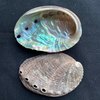 เปลือกหอยเป๋าฮื้อธรรมชาติ Natural Abalone Shell