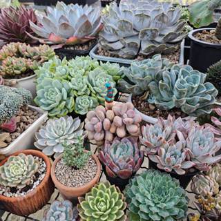 พร้อมส่ง ​กุหลาบหิน​ไม้อวบน้ำ​ชุดใหม่ Succulent Echeveria Haworthia Cactus Lithop