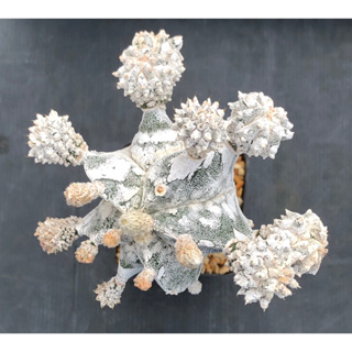 [พร้อมส่ง]🌵 แคคตัส มาริโอสติกม่า ฮาคุน Astrophytum myriotigma cv.Hakuun cactus ไม้กราฟ จำนวน 1 ต้น