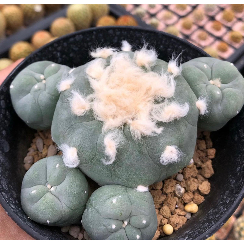 ต้าวลูกหมา-ขนปุกปุยเกินปุยมุ้ยยลูก-lophophora-diffusa-koike-เป็นลูกไม้สายหัวฟูๆจากต้นพ่อแม่ญี่ปุ่น