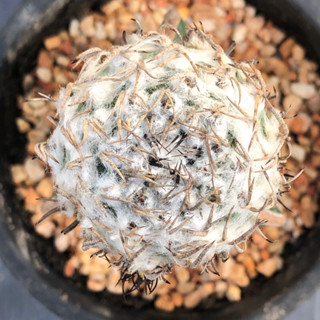 [พร้อมส่ง]🌵 แคคตัส เทบิด่าง  turbinicarpus  variegata cactus ไม้กราฟ จำนวน 1 ต้น