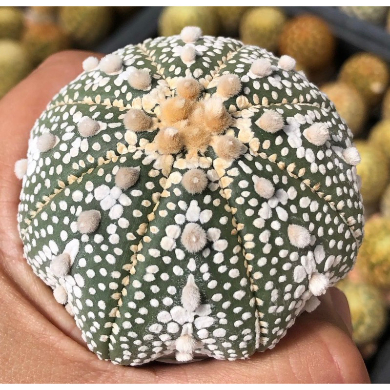 wowww-สวยละลาย-astrophytum-asterias-miracle-x-nohakuten-มิราเคิลลายขาวสวย-ทรงดีมากก