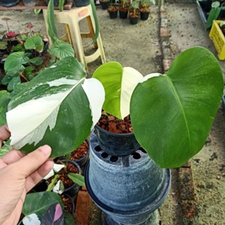 ❤️ (1/11/66) Monstera Albo Holland 🌱 มอนเตอร่าอัลโบ้ ฮอนแลนด์ เลือกต้นได้ ด่างสวย 🌱 ไม้ด่าง ไม้ฟอกอากาศ 🌱 [MAH]