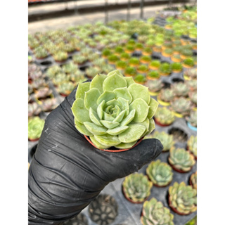 Echeveria love roll rose