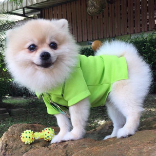 พร้อมส่ง เสื้อผ้าสุนัข เสื้อโปโล (สีเขียว) งานน่ารักมาก