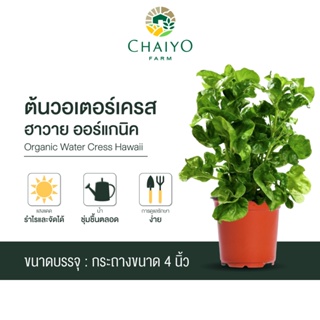 ต้นวอเตอร์เครสฮาวาย ออร์แกนิค Organic  Water Cress Hawaii กระถาง 4 นิ้ว