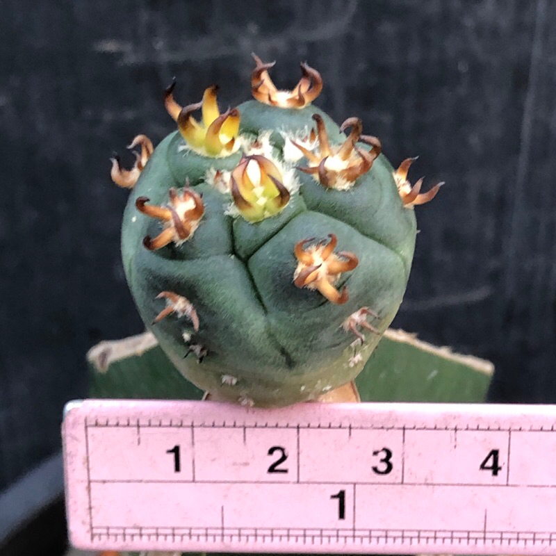 พร้อมส่ง-แคคตัส-ยิมโน-เขากระทิง-gymnocalycium-spegazzinii-v-unguispina-cactus-ไม้กราฟ-จำนวน-1-ต้น