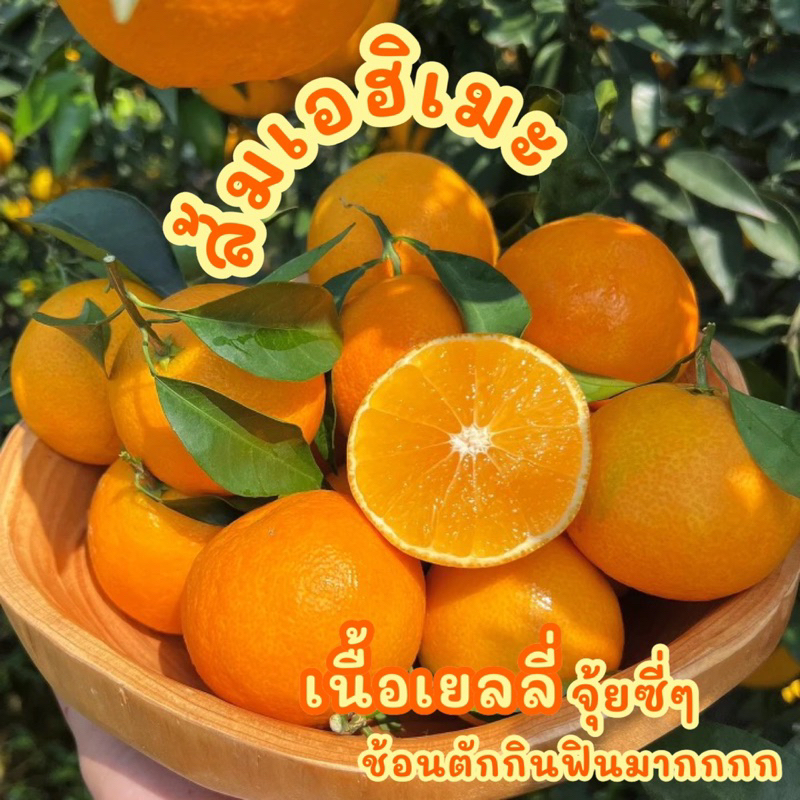 พร้อมส่ง‼️(1KG) ส้มเอฮิเมะสด สายพันธุ์ญี่ปุ่น Ehime Orange ส้มเนื้อเยล ...