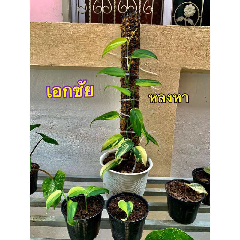 scindapsusgreen-on-green-variegatedไม้ป่าหายากมากๆ