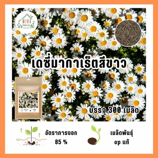 เมล็ดพันธุ์ดอกเดซี่ขาว 650เมล็ด แถม 30เมล็ด📌 | Shopee Thailand