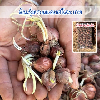 พันธุ์หัวหอมแดงศรีสะเกษ  หอมแดงสำหรับปลูก หัวสวยแบบไม่ตัดจุก  งอกดี ปลูกง่าย โตเร็ว (ซื้อ 10 แถม 1 คละได้) photo