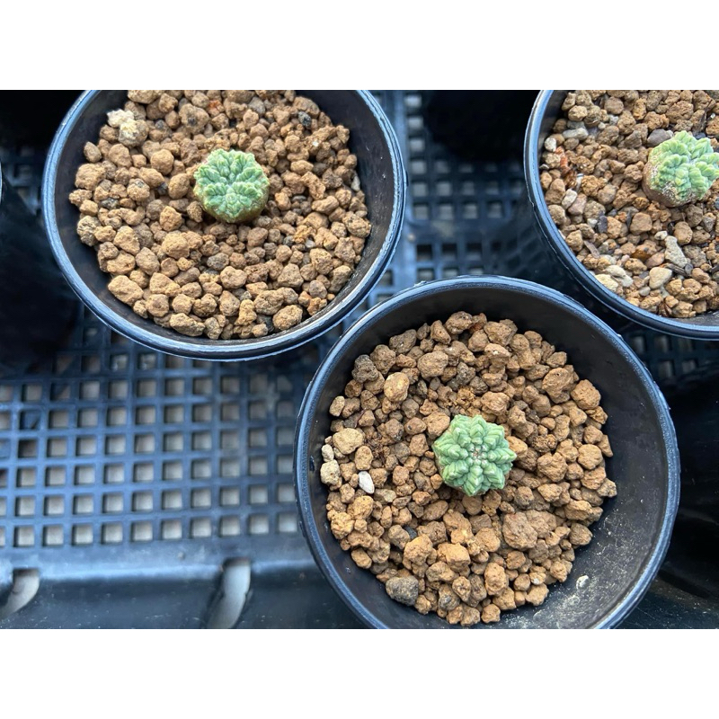 Aztekium ritteri ไม้เมล็ดนำเข้า ขนาดประมาณ 0.7-0.9 cm | Shopee Thailand