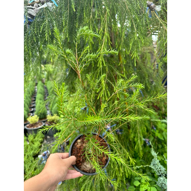 ต้นทรีทีออยล์ Tree tea oil ใบมีกลิ่นหอม กระถาง5นิ้ว 25cm | Shopee Thailand