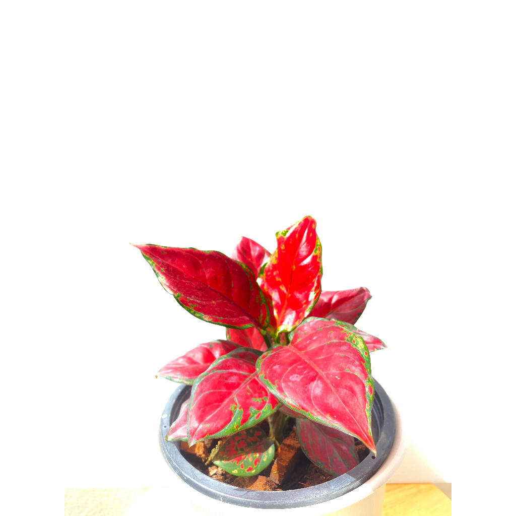 อโกลนีมา-สุขสมใจปอง-aglaonema