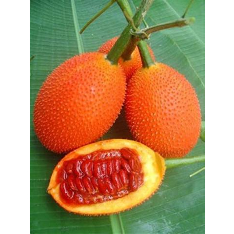 เมล็ดพันธุ์ฟักข้าว-gac-fruit-10-เมล็ด-เมล็ดฟักข้าว-ขี้พร้าไฟ-ฟักข้าว