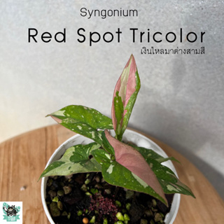 Syngonium Red Spot Tricolor เงินไหลมาด่างสามสี