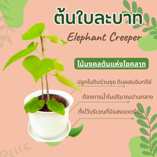 ต้นใบละบาท  Elephant Creeper , elephant vine , ใบระบาด , ใบละบาด