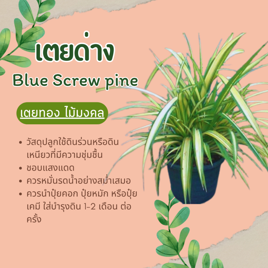 เตยด่าง-ต้นเตยทอง-blue-screw-pine