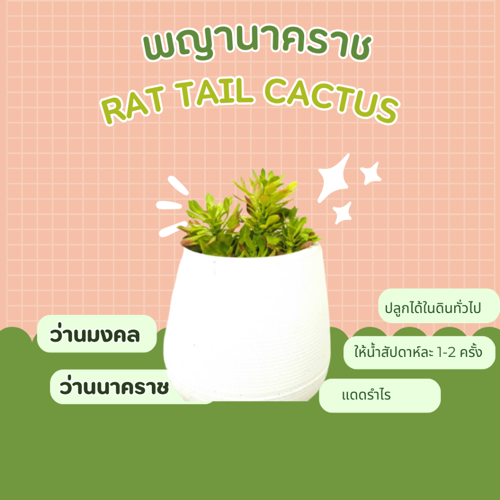 พญานาคราช-ว่านนาคราช-rat-tail-cactus-rats-tail-cactus