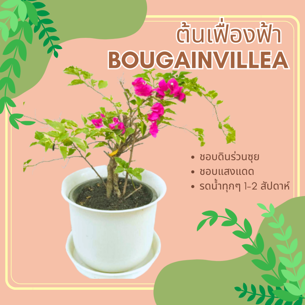 ต้นเฟื่องฟ้า-paperflower-bougainvillea