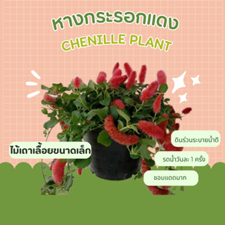 ต้น หางกระรอกแดง หางลิง หางแมว หางกระรอก Chenille plant / Red hot cats tail)