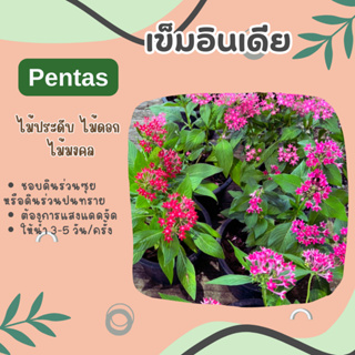 เข็มอินเดีย ไม้พุ่ม Pentas กระถาง 6 นิ้ว เข็มชวา starflower