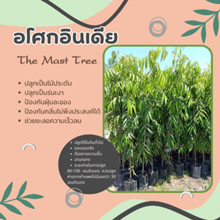 อโศกอินเดีย The Mast Tree