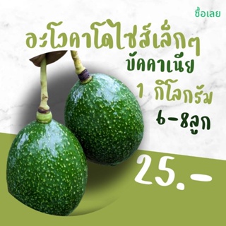 อะโวคาโดบัคคาเนียไซส์เล็ก 1 กิโลกรัม 6-8 ลูกโล  25 บาท.