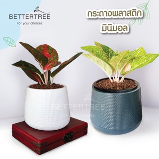 กระถางมินิมอล 5 นิ้ว มีจานรองในตัว กระถางพลาสติก กระถาง plant pot