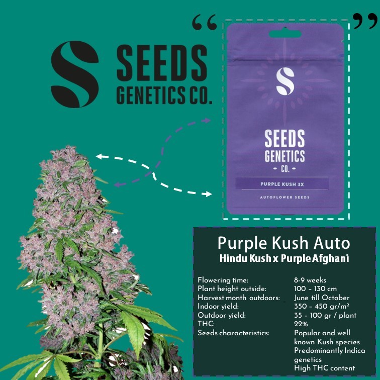 เมล็ด Purple Kush Autoflower Seeds Shopee Thailand