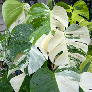 มอนอัลโบ้วางข้อ monstera albo borsigiana var.