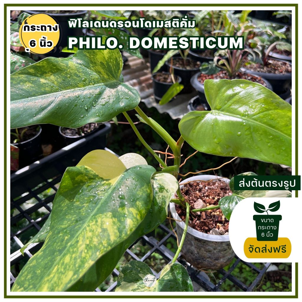 ฟิโลเดนดรอนโดเมสติคั่ม-philodendron-domesticum-ต้นด่าง