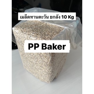 เมล็ดทานตะวันดิบ 10kg/ยกลัง (Sunflower seed)