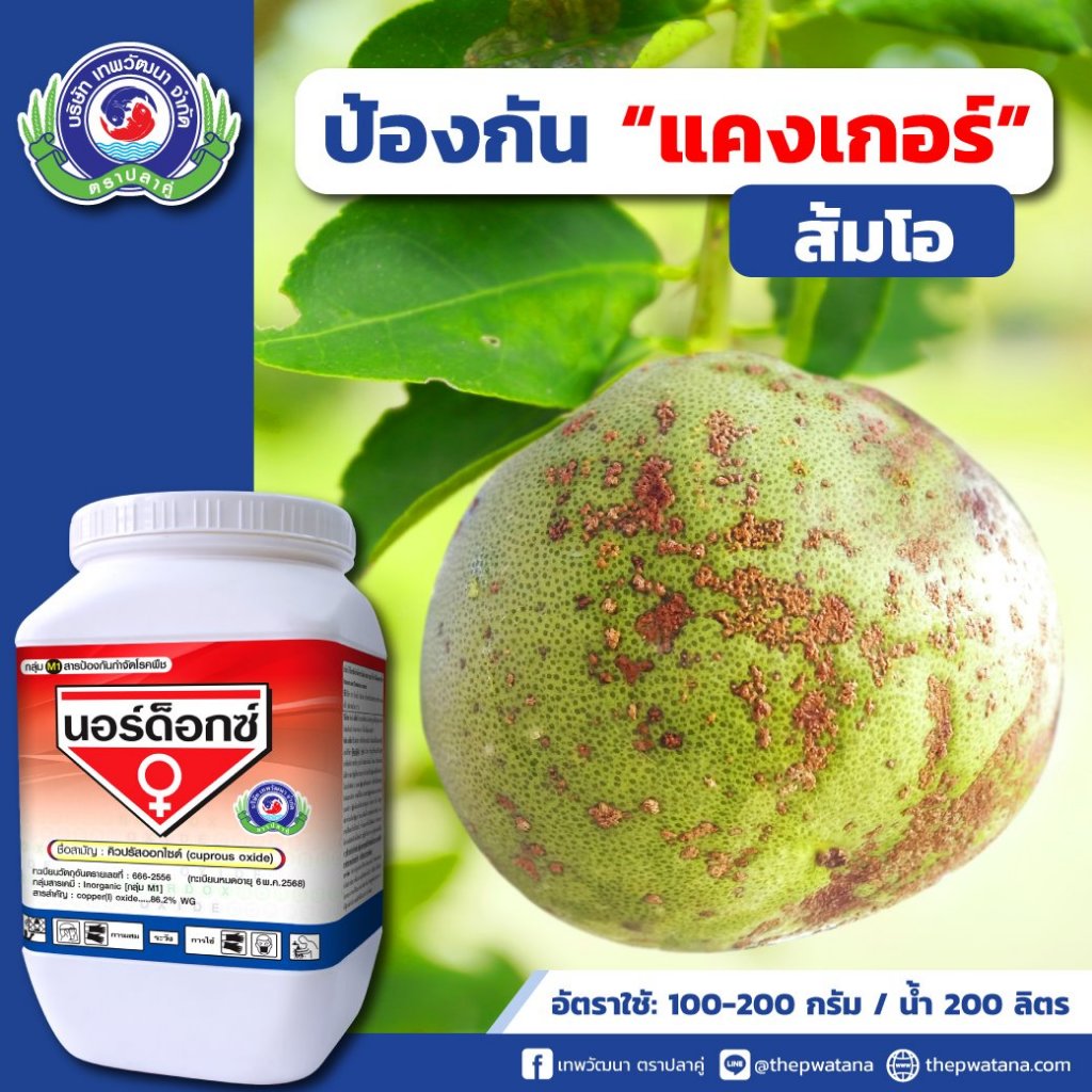 นอร์ด็อกซ์-100g-คิวปรัสออกไซด์-ป้องกันโรค-กำจัดโรค-เชื้อราและแบคทีเรีย-โรคแคงเคอร์-โรคสแคป-โรคกาบใบแห้ง-โรคใบติด