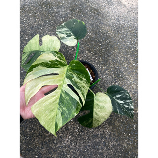 มอนมิ้น มอนสเตอล่ามิ้น มอนมิ้นด่าง monstera MINT VARIEGATED