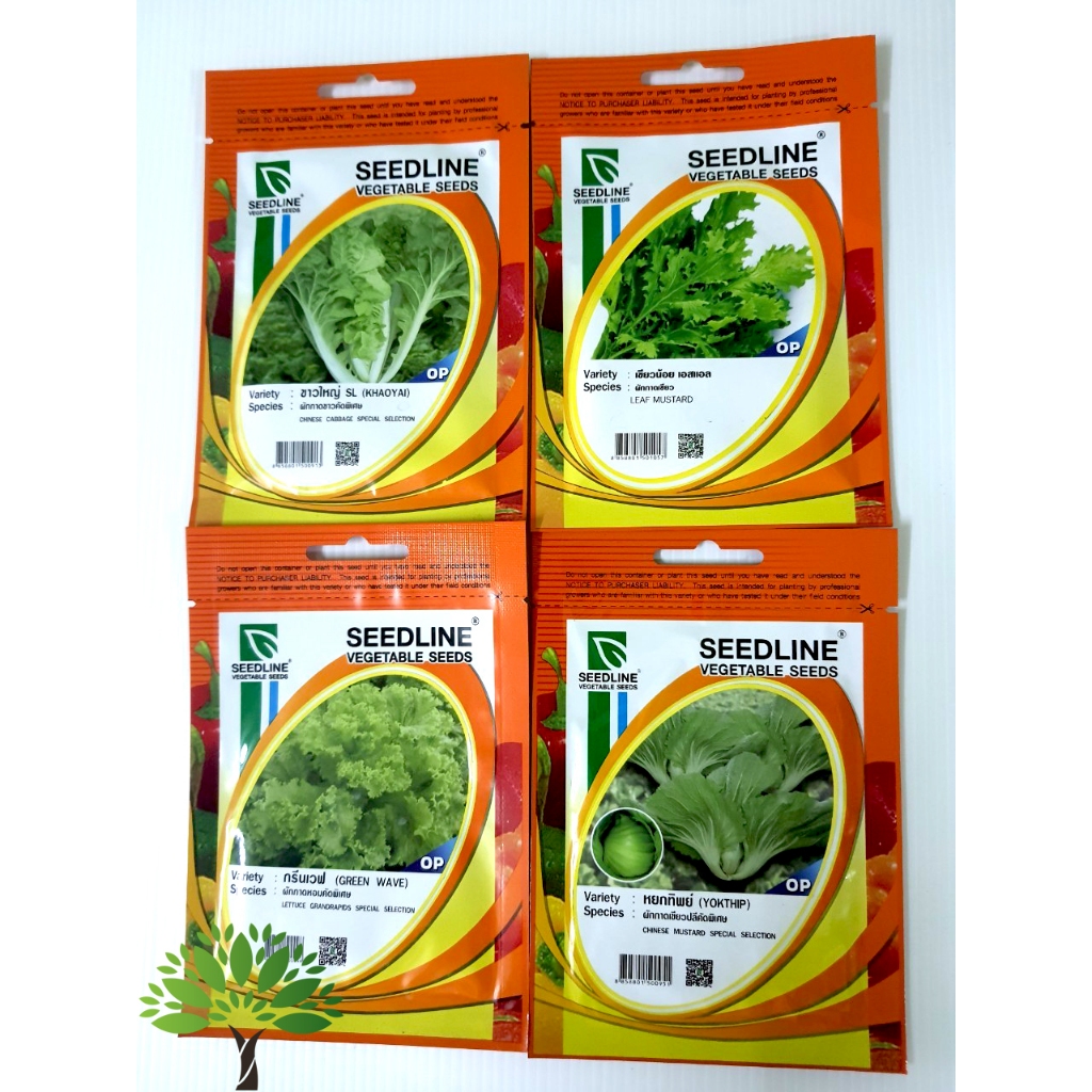 เมล็ดผักกาดเขียว (lettuce seeds) เมล็ดผักกาดขาว เมล็ดผักกาดฮีน เมล็ด