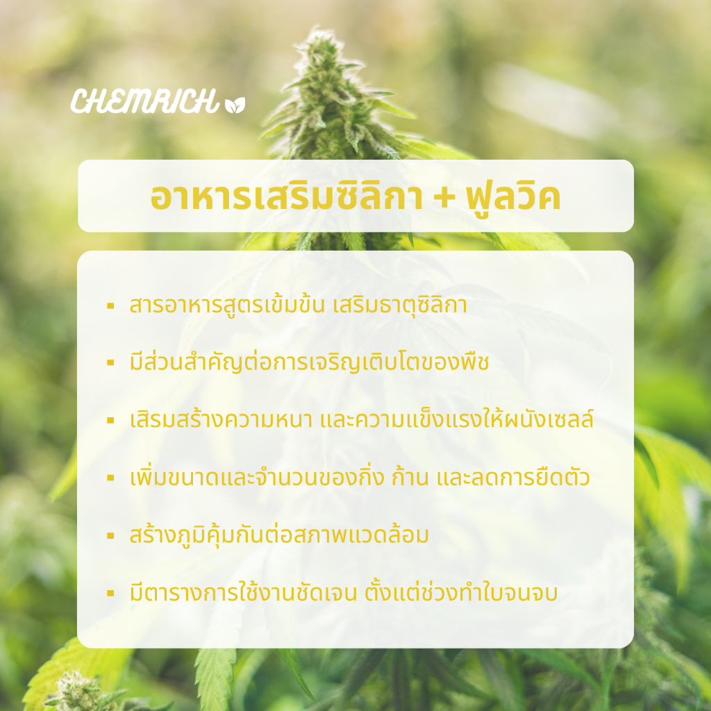 1000ml-ซิลิกา-silica-fulvic-ธาตุซิลิกาเสริมความแข็งแรง-เพิ่มขนาดกิ่ง-ก้าน-และลดการหดตัว-สารอาหารเข้มข้น-chemrich