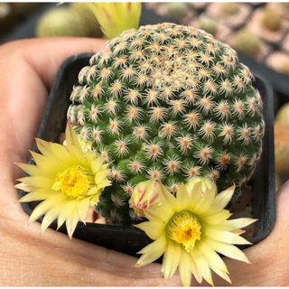 ดอกบานนะจ๊ะพี่จ๋า🌼💖🥰🎄Mammillaria solisioides  นางน่ารัก ดอกน่ารักขึ้นแท่นแมมหายากอีกตัว😘