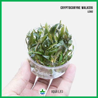 [APC] Cryptocoryne walkeri (คริปวัลคีรี่) [ไม้น้ำ - Aquatic Plants] LC992