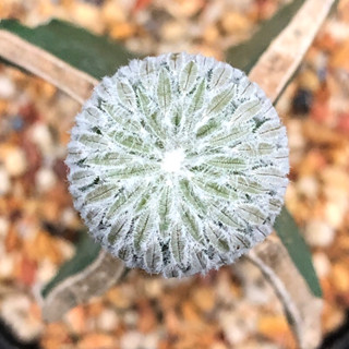 [พร้อมส่ง]🌵 แคคตัส เปเล่ หนามปลิง Pelecyphora aselli formis cactus ไม้กราฟ จำนวน 1 ต้น