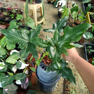 ❤️ (1/11/66) Philodendron Angela, Thaumayophyllum African Fantasy 🌱 ฟิโลเดนดรอนแองเจอล่า 🌱 ไม้ด่าง ไม้ฟอกอากาศ 🌱 [PA]