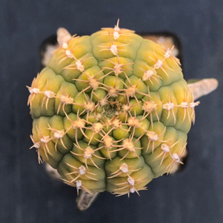 [พร้อมส่ง]🌵 แคคตัส ยิมโนด่าง จานบิน Gymnocalycium ragonesei variegated cactus ไม้กราฟ จำนวน 1 ต้น