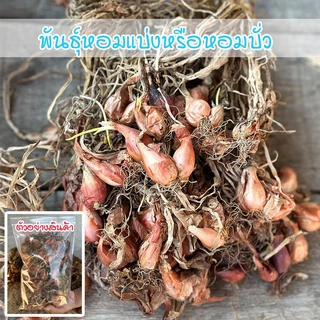 พันธุ์หอมแบ่งศรีสะเกษ หอมบั่ว สำหรับปลูก หัวสวยแบบไม่ตัดจุก 40-100 กรัม  โตเร็ว ผลผลิตสูง photo
