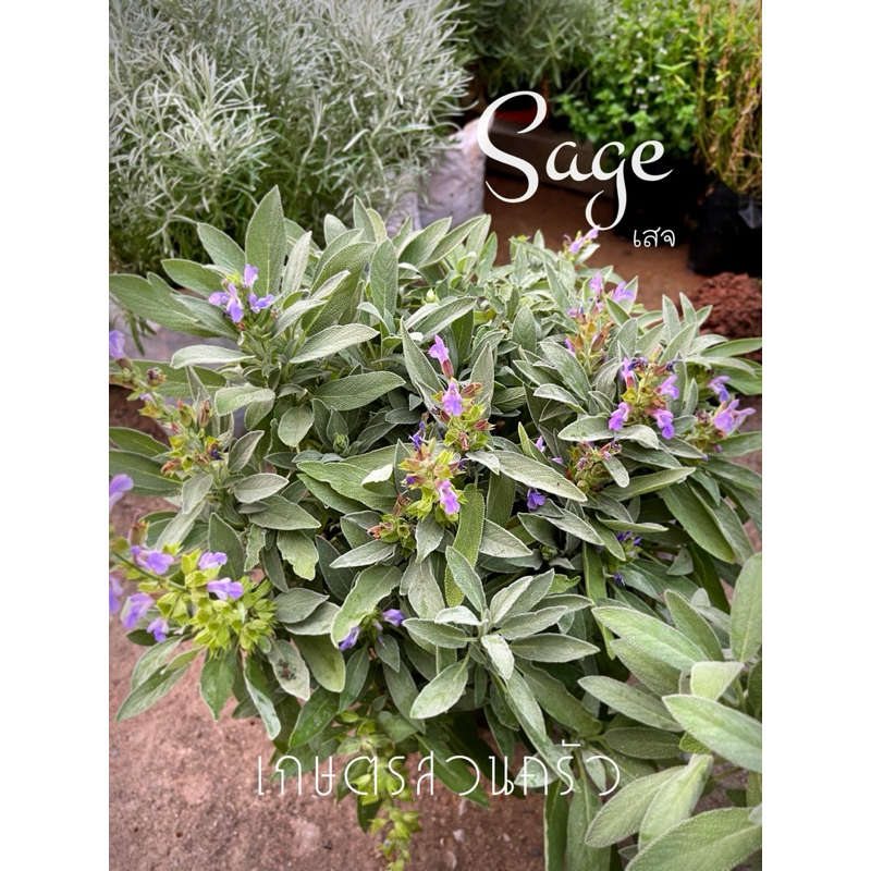 เสจ Sage ขนาดกระถาง 11 นิ้ว | Shopee Thailand