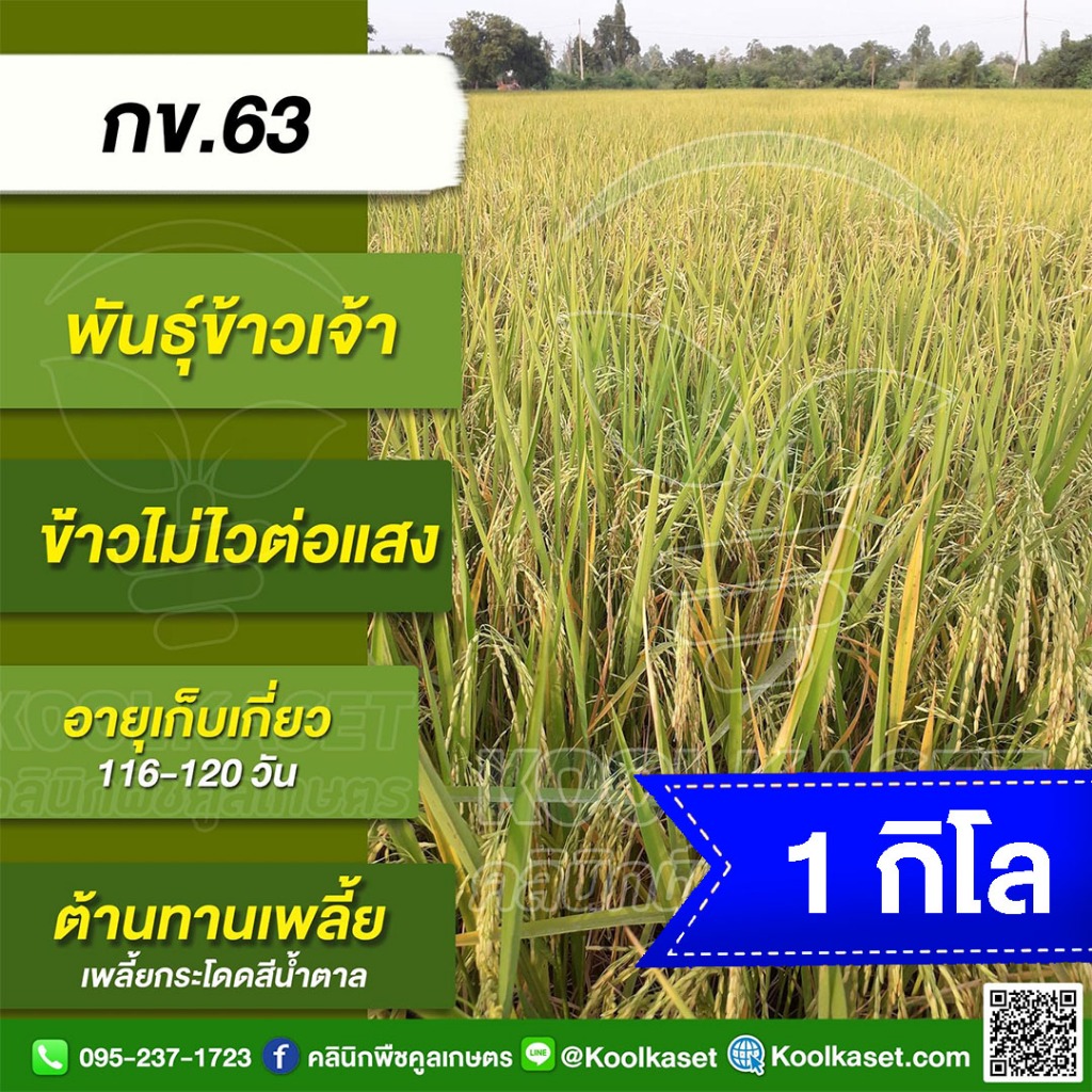 พันธุ์ ข้าว ทดลองปลูก กข.63 RD63 นาปี นาปรัง ไม่ไวแสง เมล็ดนุ่ม อายุ ...