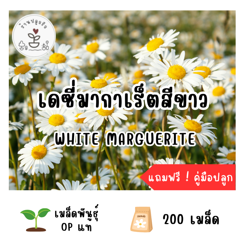 LXG : เมล็ดพันธุ์ ดอกเดซี่มากาเร็ตสีขาว (White Marguerite) 200 เมล็ด เด ...