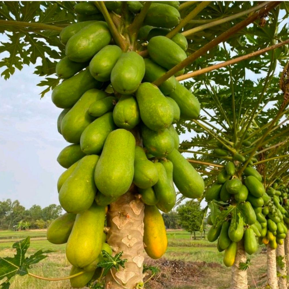 50 เมล็ด เมล็ดมะละกอฮอลแลนด์ ตราเจียไต๋ Papaya Holland เมล็ดมะละกอ เมล็ดพันธฺุ์มะละกอ เมล็ดพันธฺุ์มะละกอฮอลแลนด์