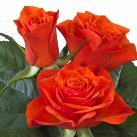 10 เมล็ด กุหลาบ Intermediate Hybrid Tea Rose สายพันธุ์ Hilux สีส้ม ...