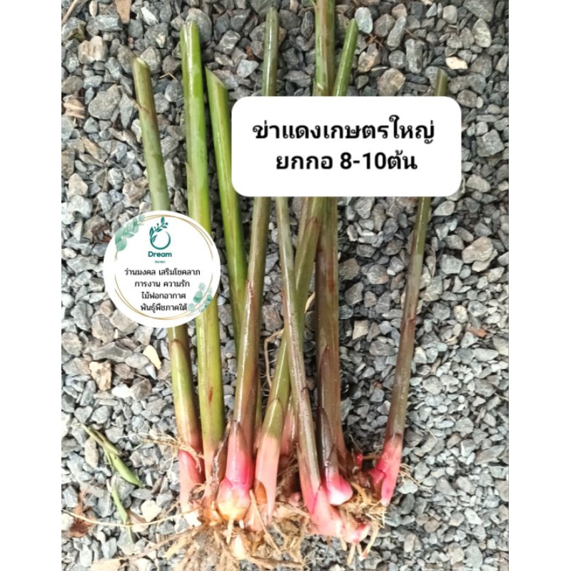 ข่าแดงเกษตรใหญ่ (ยกกอ) 8-10ต้น( ตัดใบ) | Shopee Thailand